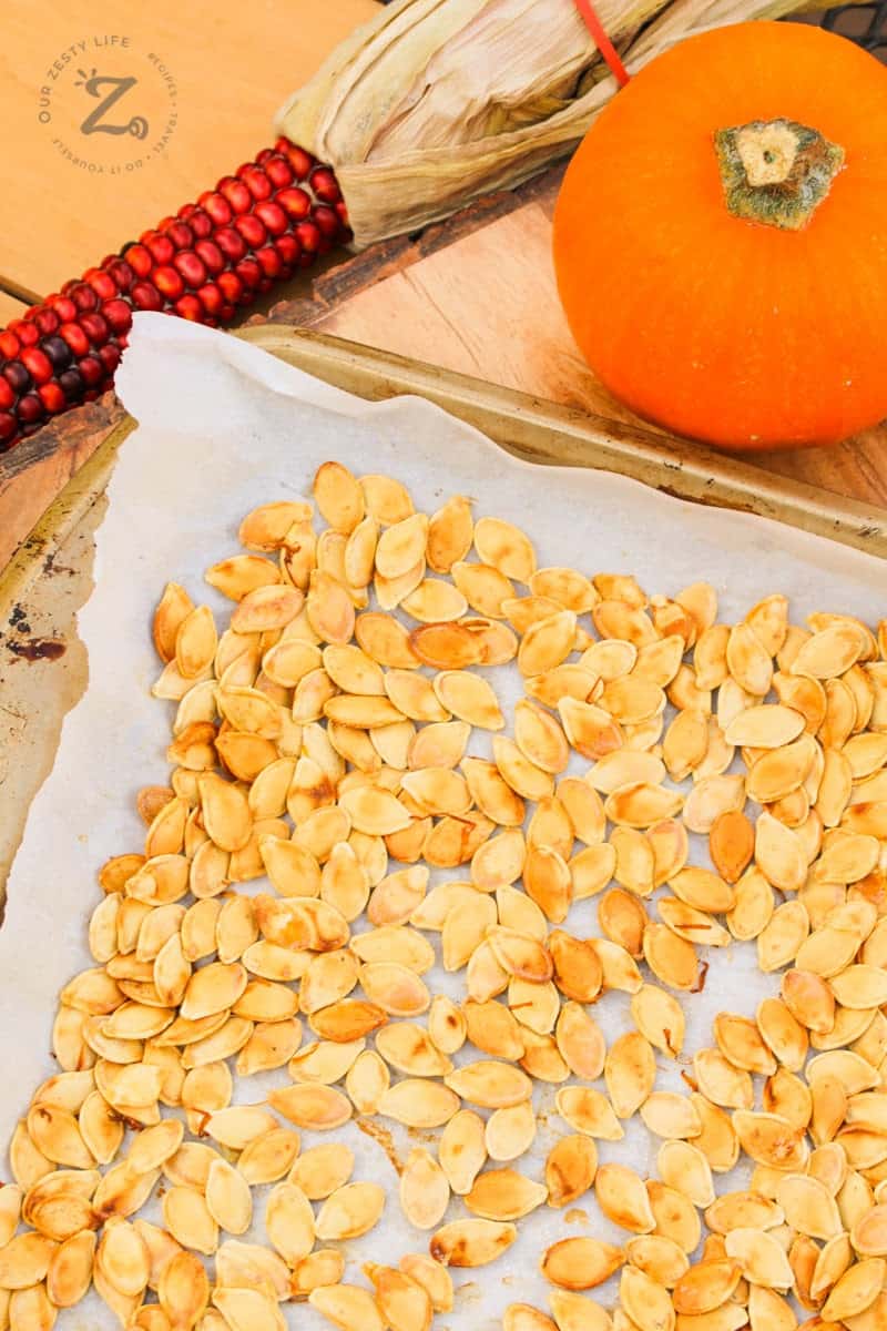 a side view of homemade roasted pumpkin seeds on a cookie sheet with parchment with an orange pumpkin and decorative red corn in the background. 