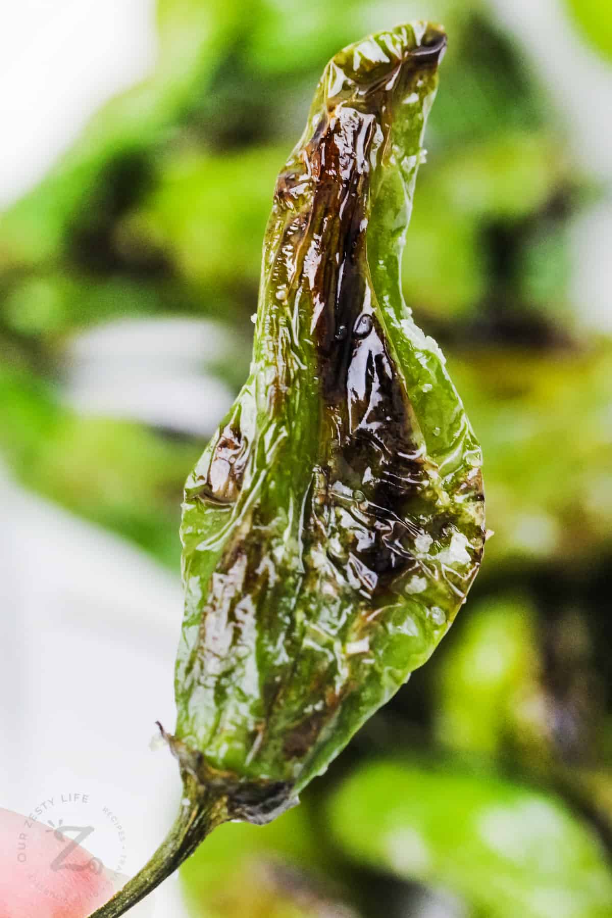 close up of blistered shishito pepper