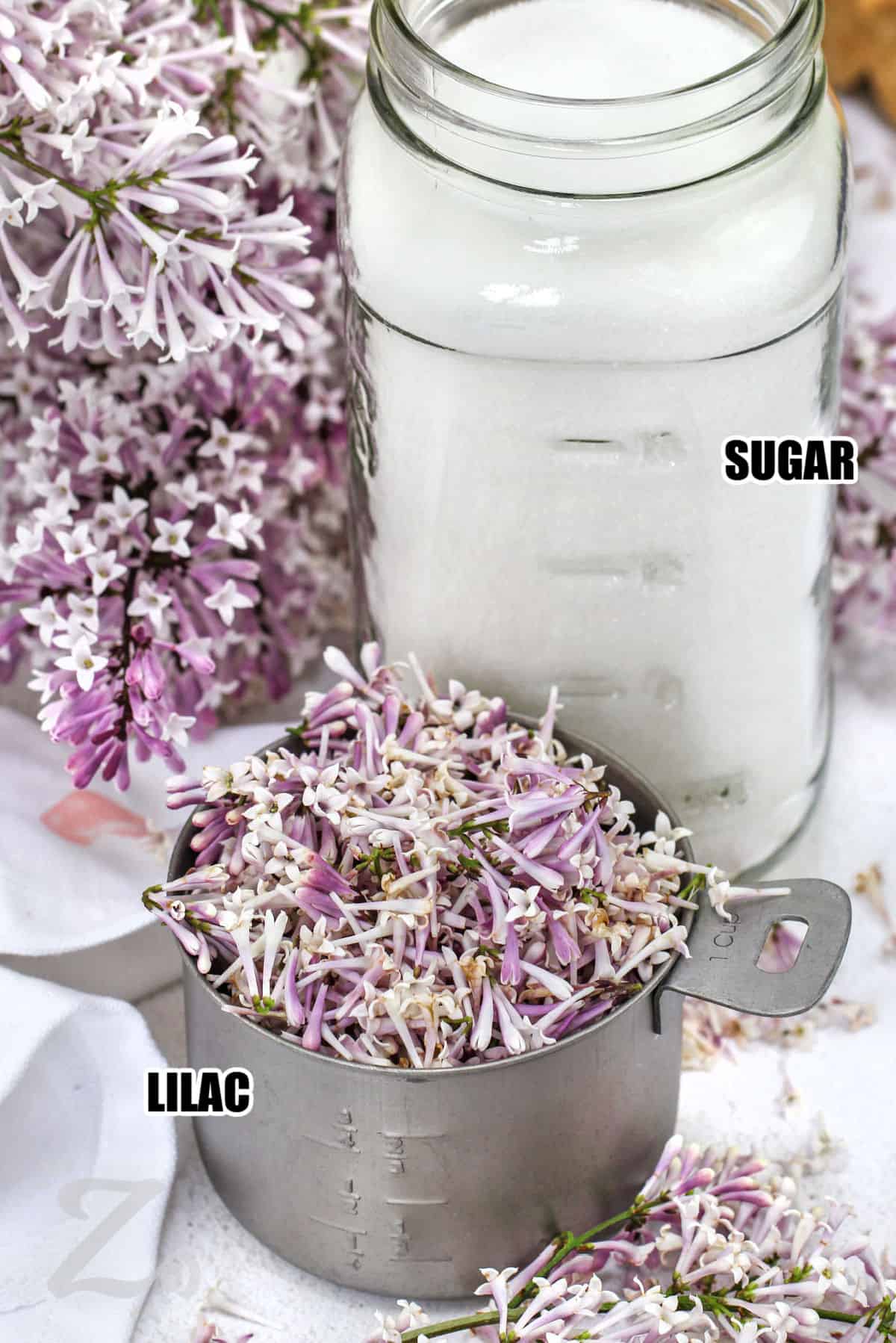 Lilac blossoms in a measuring cup, and sugar in a jar to make Lilac Sugar