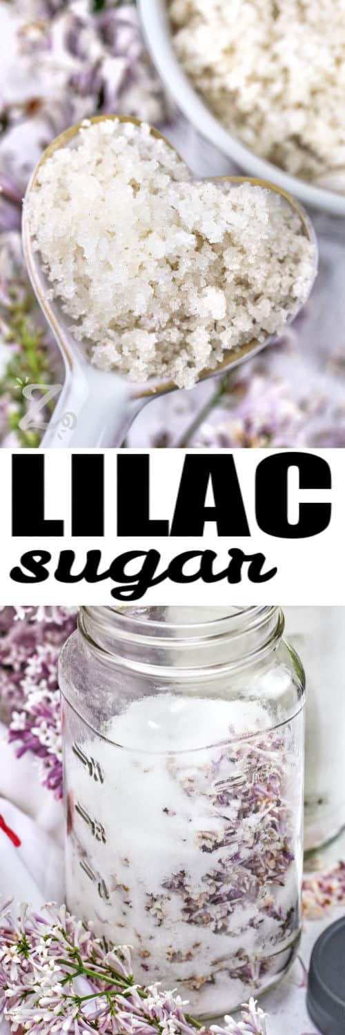 sugar and lilac in a jar and Lilac Sugar on a spoon with a title